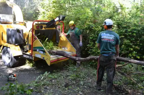 tree services La Paz Valley